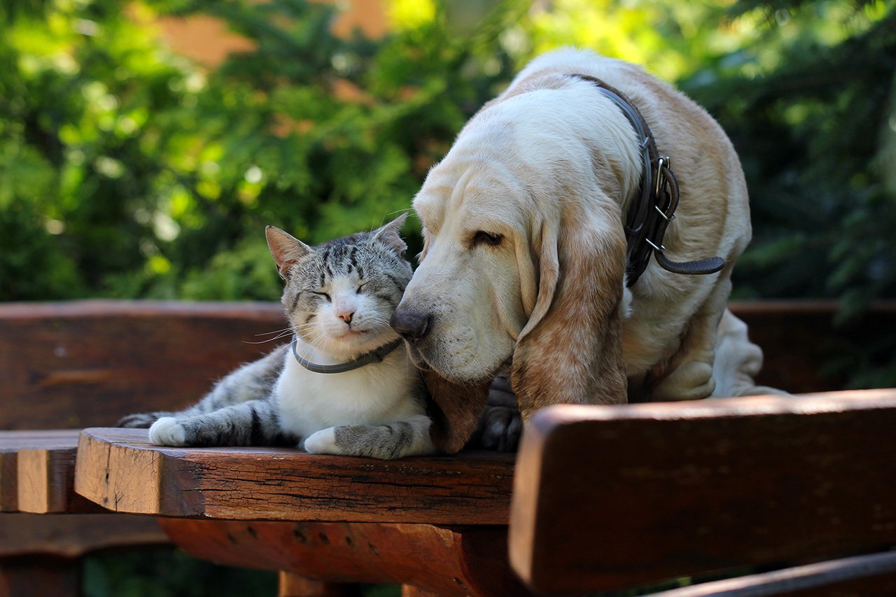 Dog and cat cuddling on the porch